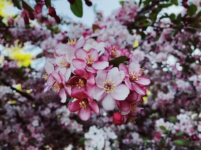 Pink and white cherry blossoms with yellow stamens appear against a blurred garden backdrop in soft focus.