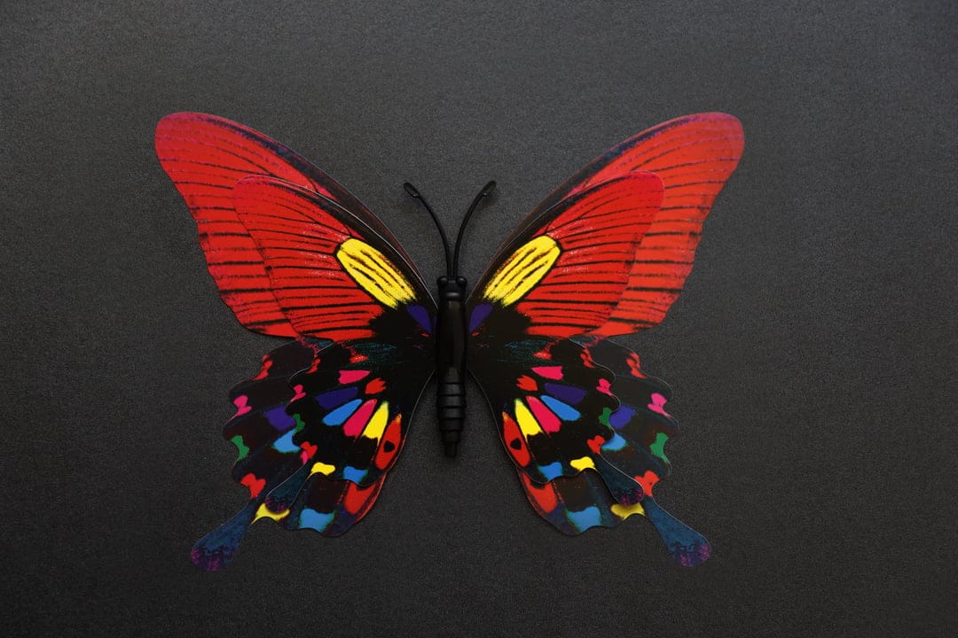 Red butterfly with blue and yellow wing patterns resting centered against a dark textured black background.