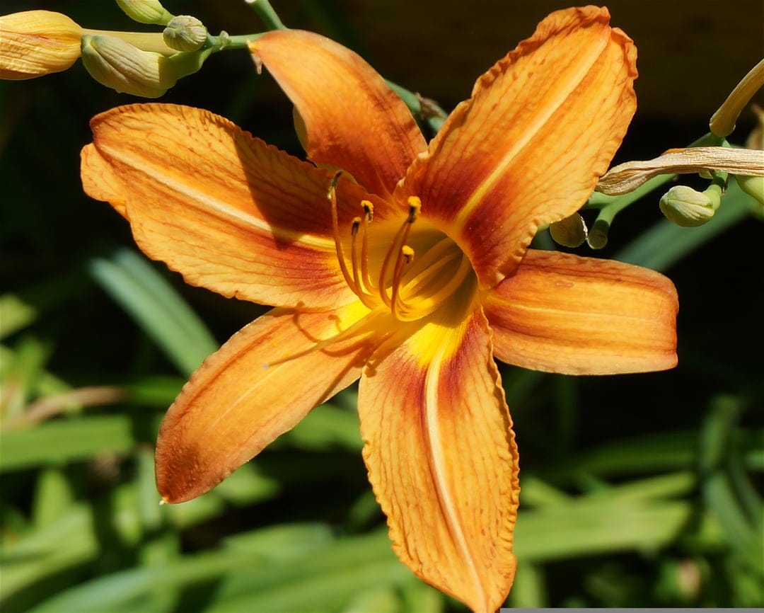 Orange daylily flower with prominent stamens against a blurred green background in soft natural sunlight.