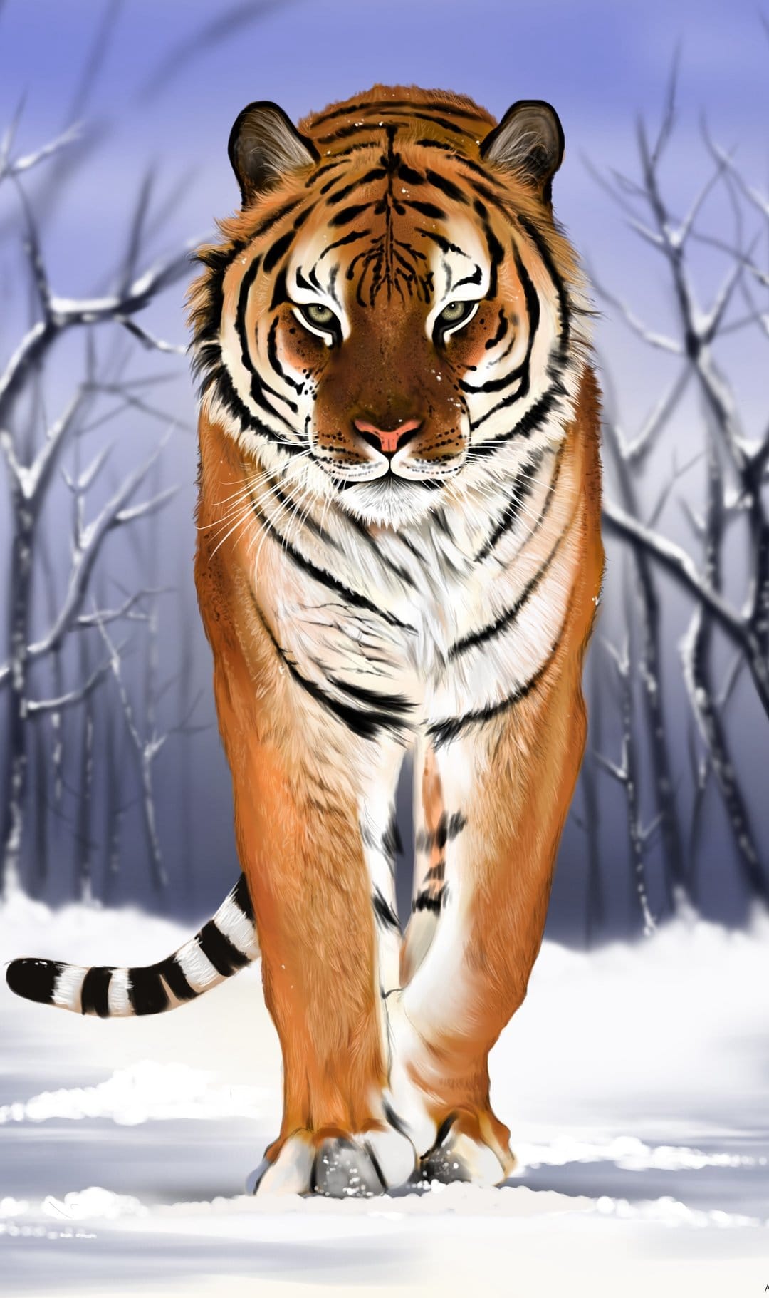 Bengal tiger with orange and black stripes walks through a snowy forest toward the camera under a blue sky.