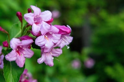 Trumpet-shaped pink Weigela flowers and tiny buds rest against a soft green bokeh background in a vertical garden view.