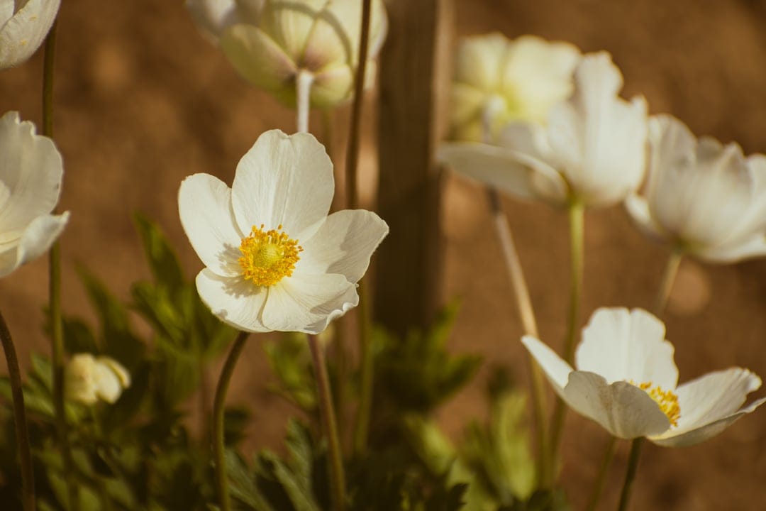 White anemone flowers with yellow centers bloom in soft sunlight against a blurred green and brown garden background.