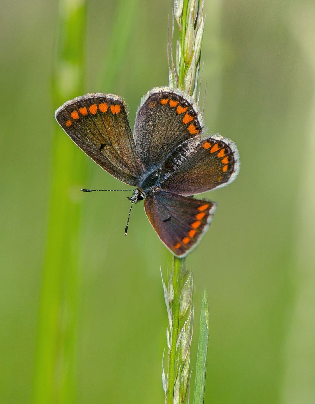 Brown butterfly with orange spots perches on a green stalk against a soft-focus meadow bokeh background.