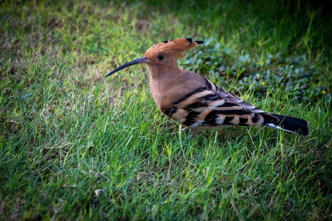 Hoopoe bird with a fanned crest and striped wings stands on green grass in a close-up wildlife photograph.
