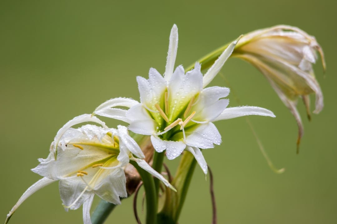 White spider lily flowers with yellow stamens and water droplets on petals against a soft green background.