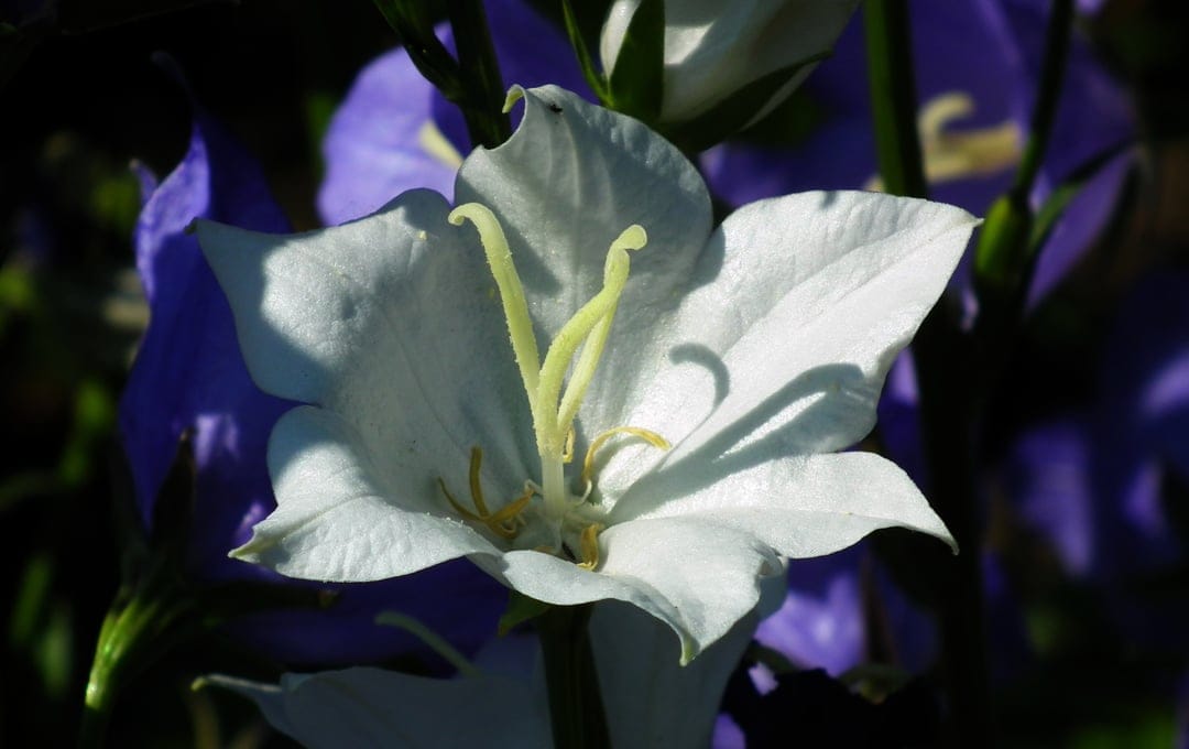 White bellflower with yellow stamens stands before purple blooms under bright sunlight in a lush garden setting.