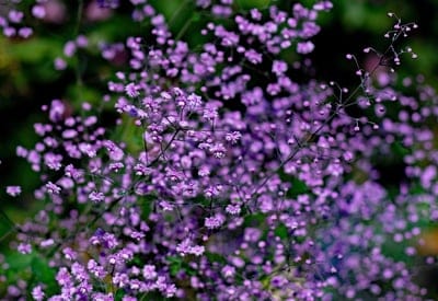 Small purple flowers on thin dark stems stand against a blurred green background with soft light and bokeh.