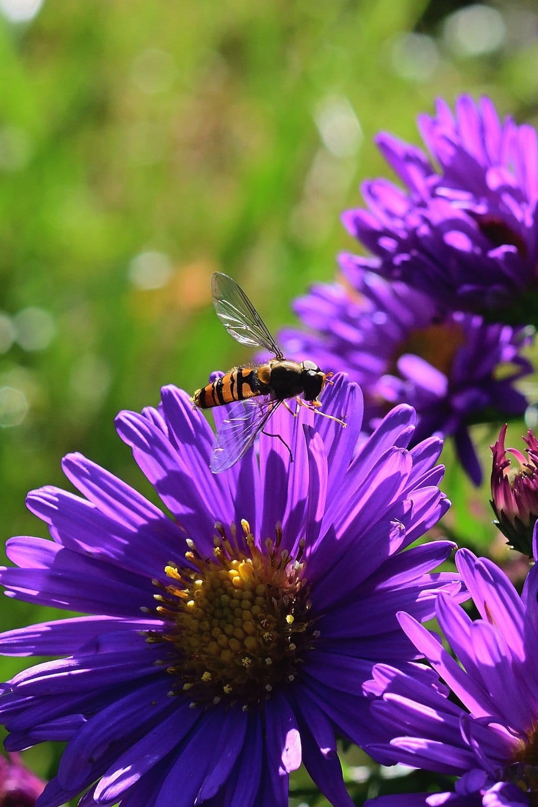 Hoverfly with striped markings sits on a purple aster flower with a soft green bokeh background in sunlight.