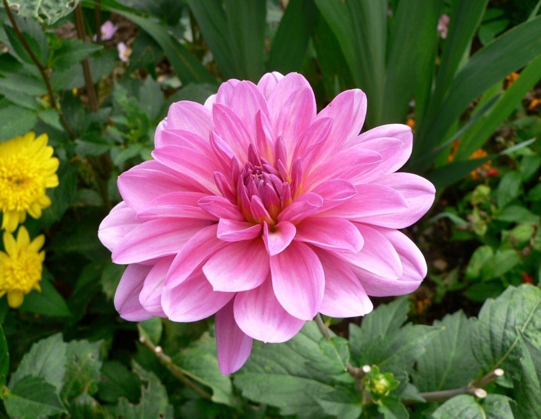 Magenta dahlia flower flanked by yellow blooms and lush green foliage in a sunlit summer garden portrait capture.