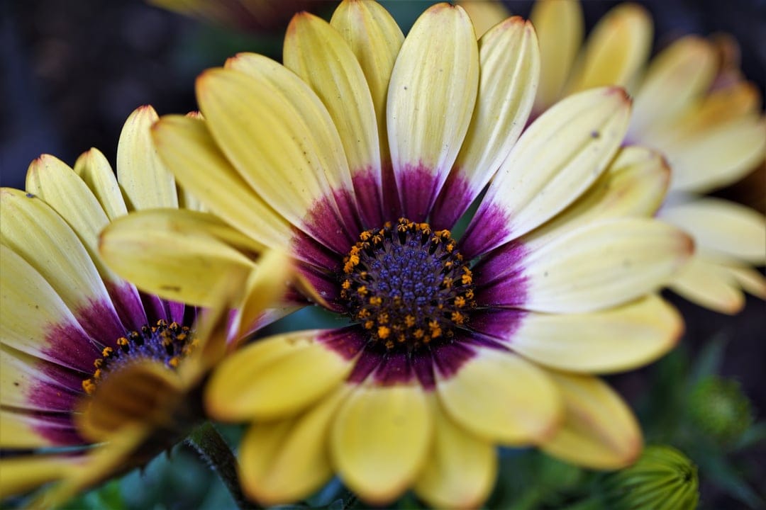 Yellow daisy petals with deep purple centers and a textured stamen captured in a close-up macro floral shot.