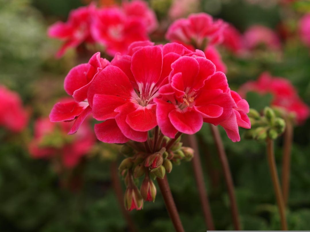 Red geranium flowers with white markings on petals sit against a blurred green garden background in soft light.