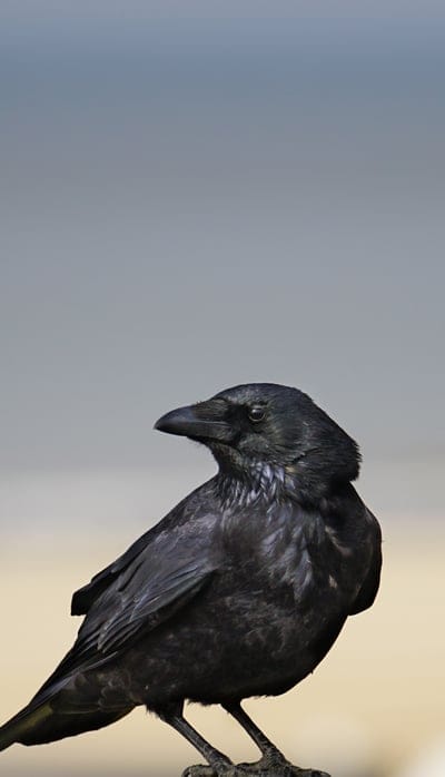 raven,bird,feathers,wildlife