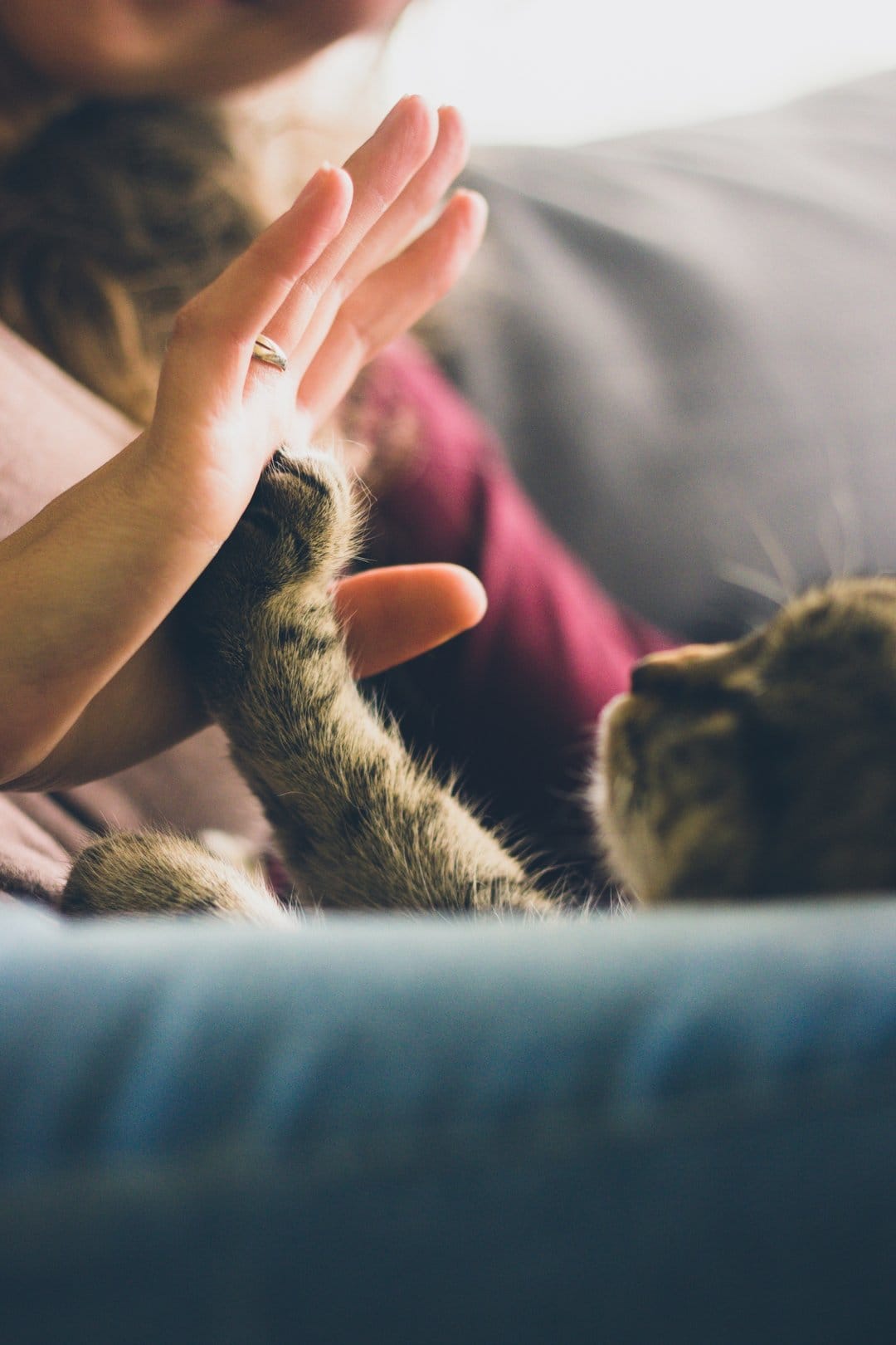 Cat's fur-covered paw presses against a person's open palm with a gold ring during an indoor high-five interaction.