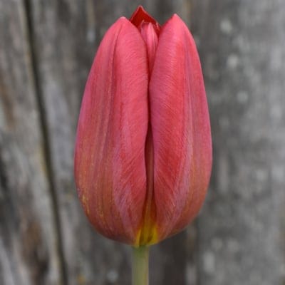 Pink tulip bud with yellow streaks stands against a blurred weathered wooden fence in a close-up macro view.