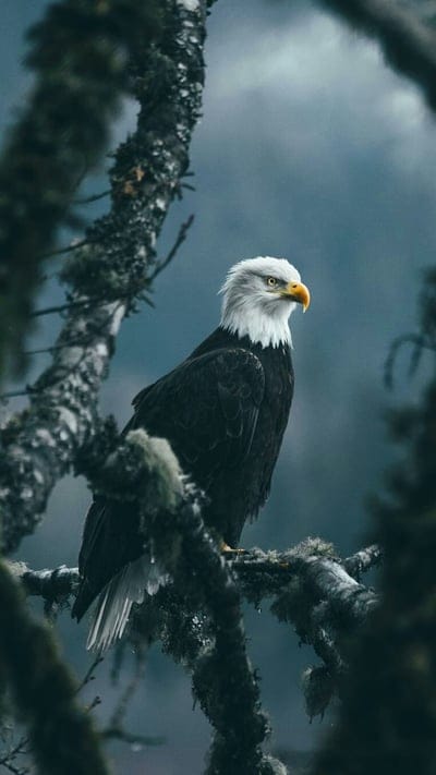 Bald Eagle, bird, nature, wild