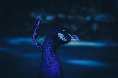 Peacock wallpaper,Peacock,Peacock bnackground,iPhone Peacock wallpaper