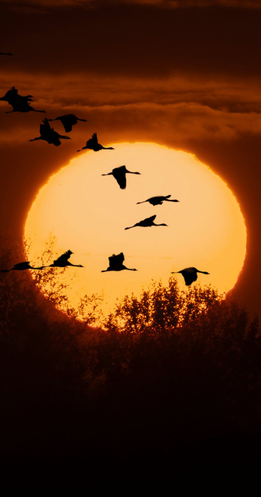 Flock of birds in silhouette flying across a massive orange sun and twilight sky above dark treeline horizons.