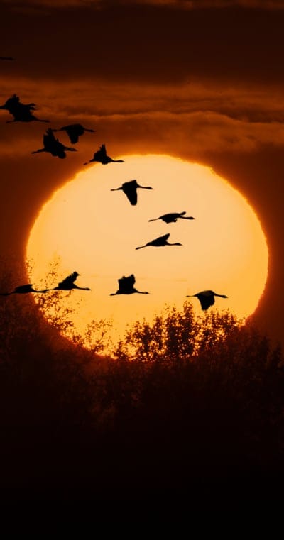 cranes,twilight,sun,silhouettes,trees,nature