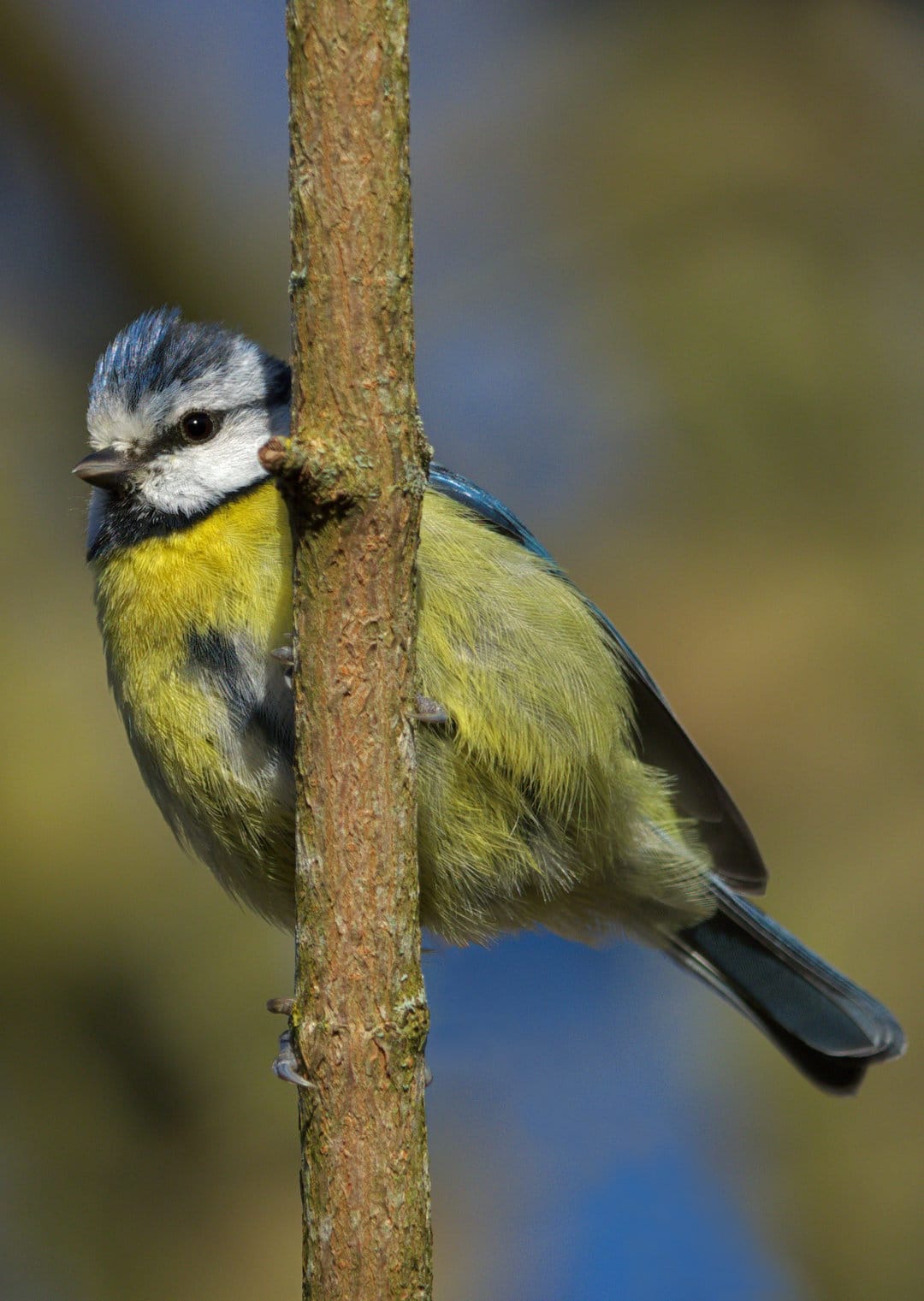 Blue Tit bird with yellow feathers and a blue cap perches on a tree branch against a soft green background.