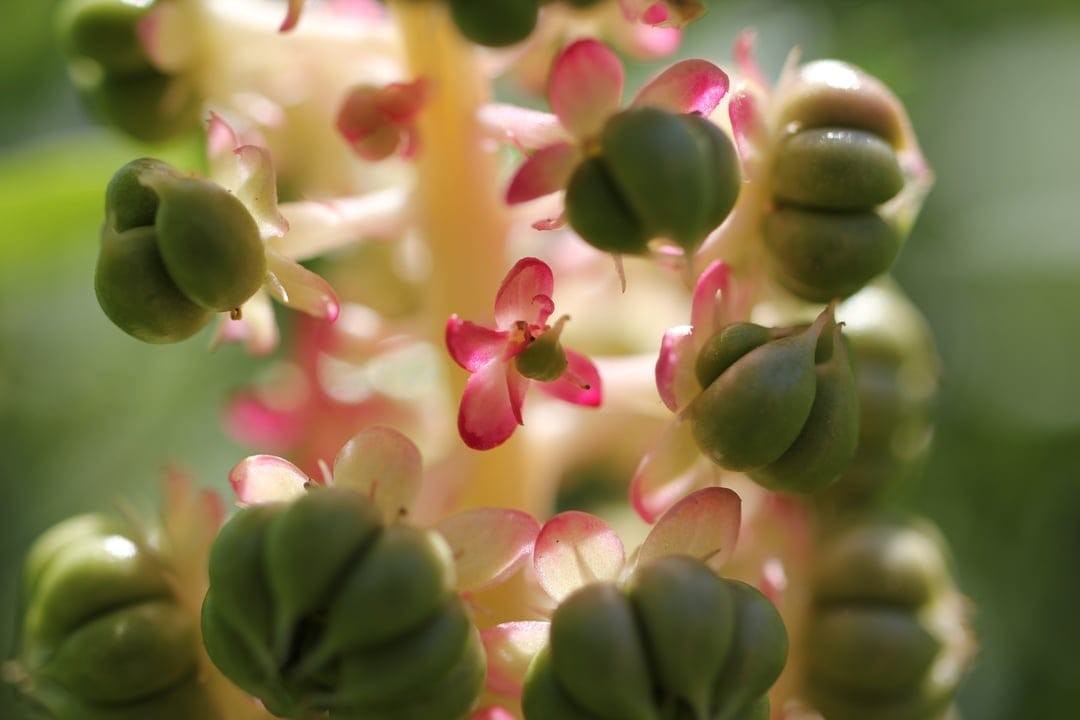 Green pokeweed berries and pink flowers appear in sharp focus against a soft, blurred botanical background.