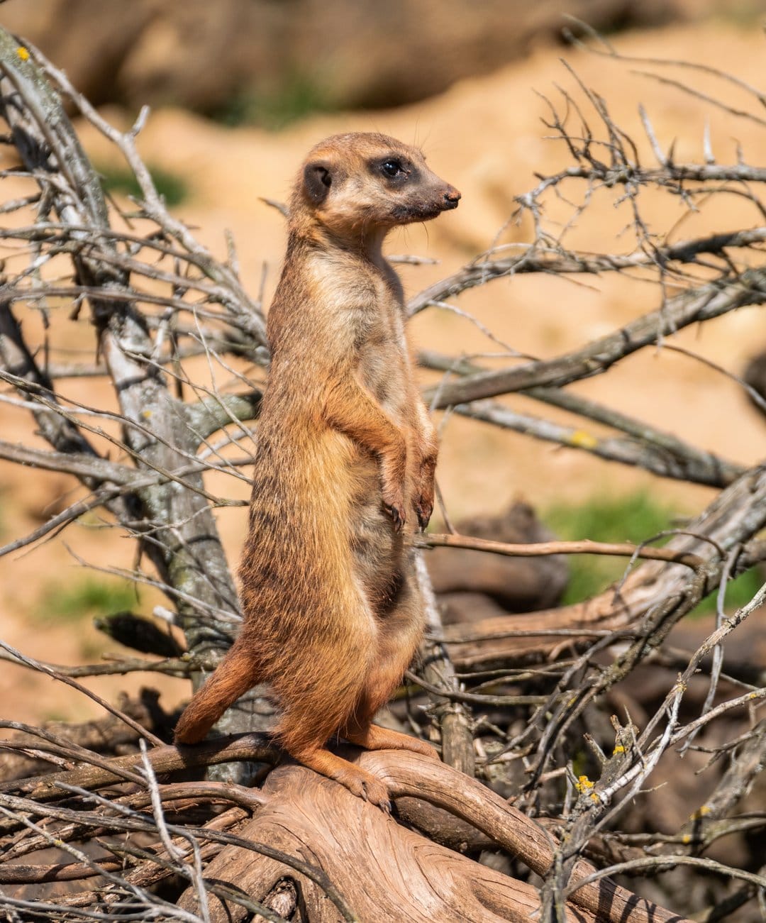 Meerkat standing upright on a dry branch surveying its arid environment with a soft-focus sandy background.