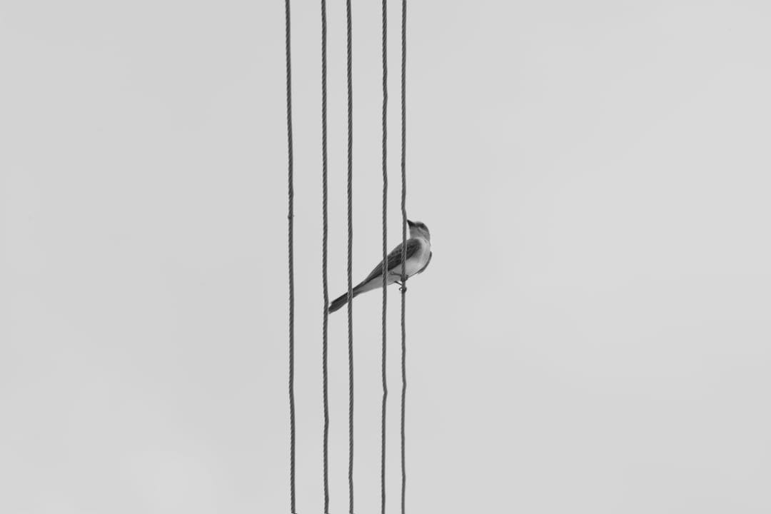 Lone bird perched on parallel power lines silhouetted against a bright white monochromatic overcast sky.