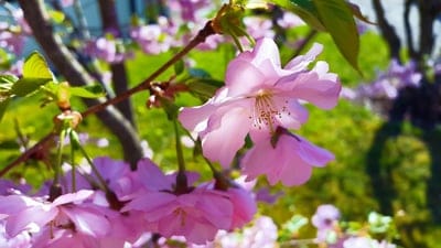 Pink cherry blossoms with translucent petals glow in warm sunlight against a soft green bokeh background.