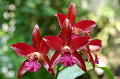 Red orchids with white-edged petals and fuchsia centers glow against a blurred green and gold bokeh background.