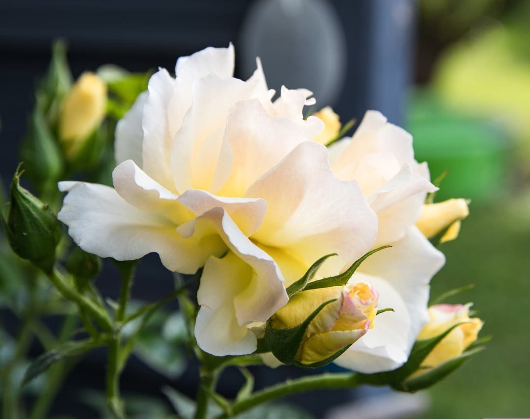 Yellow rose with creamy white petals blooming near small buds on green stems against a blurred garden backdrop.