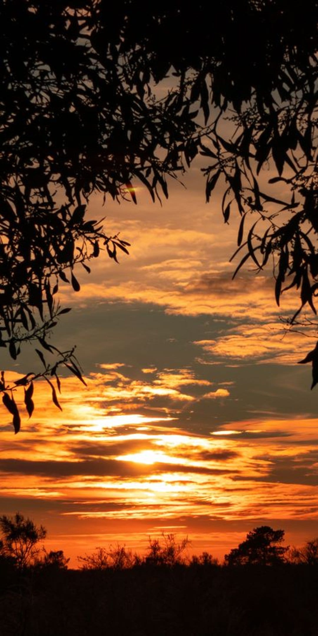 Eucalyptus leaves silhouetted against a fiery orange and blue sunset sky with horizontal clouds at twilight.