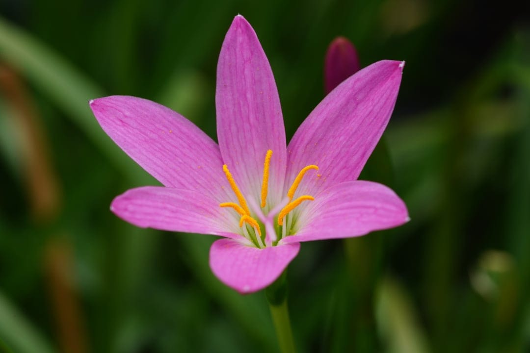 Pink rain lily flower with white-based petals and yellow pollen-tipped stamens against a blurred green background.