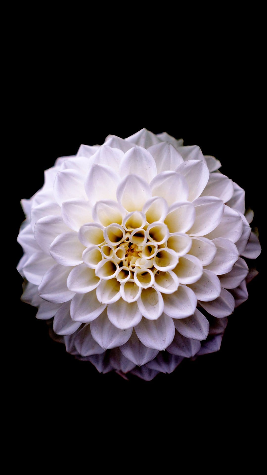 White dahlia flower with symmetrical petals and a yellow center isolated against a solid black background.