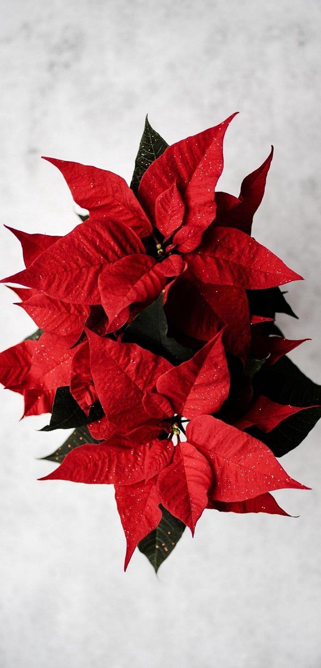 Red poinsettia leaves with fine glitter particles against a textured white background in a vertical orientation.