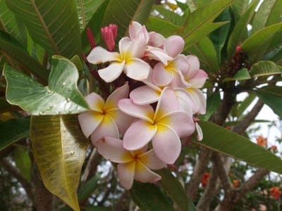 Pink and yellow frangipani flowers with water droplets on petals against a backdrop of dark green leaves.