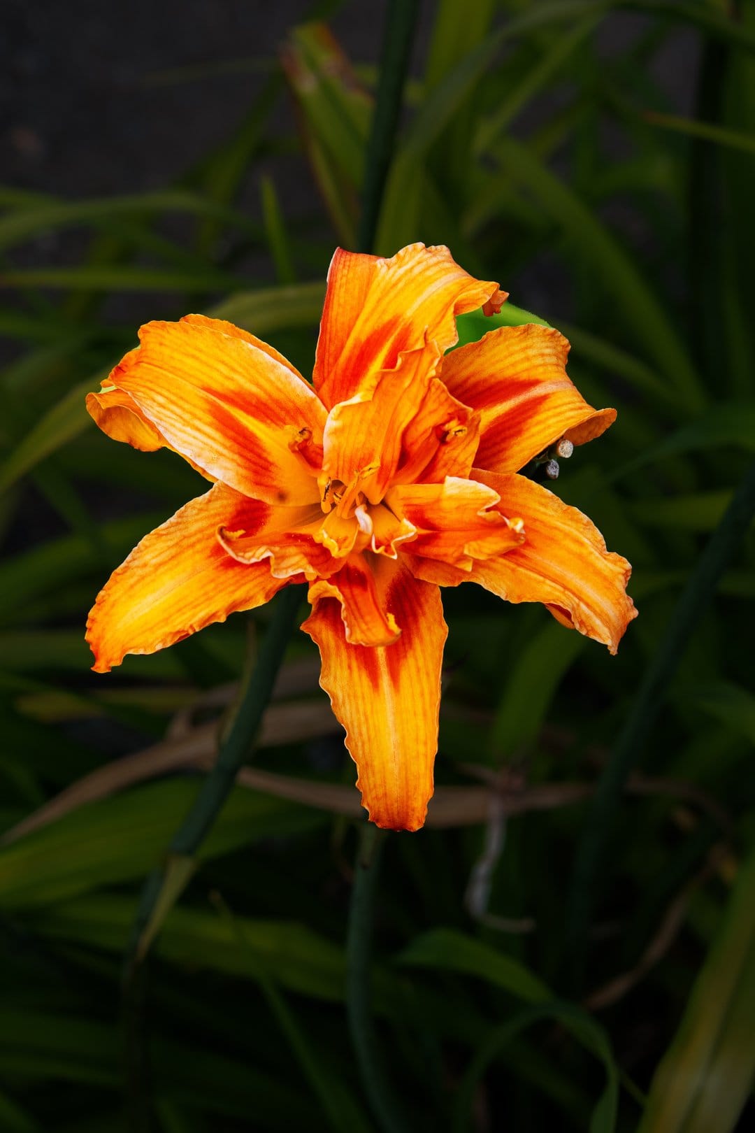 Orange daylily flower with ruffled petals and red stripes against a blurred dark green foliage background.