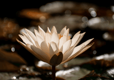 water lily,flower,plant,flower wallpaper,white flower,flower background,petals,bloom,flora,aquatic plant,pond,beautiful flowers,nature,closeup