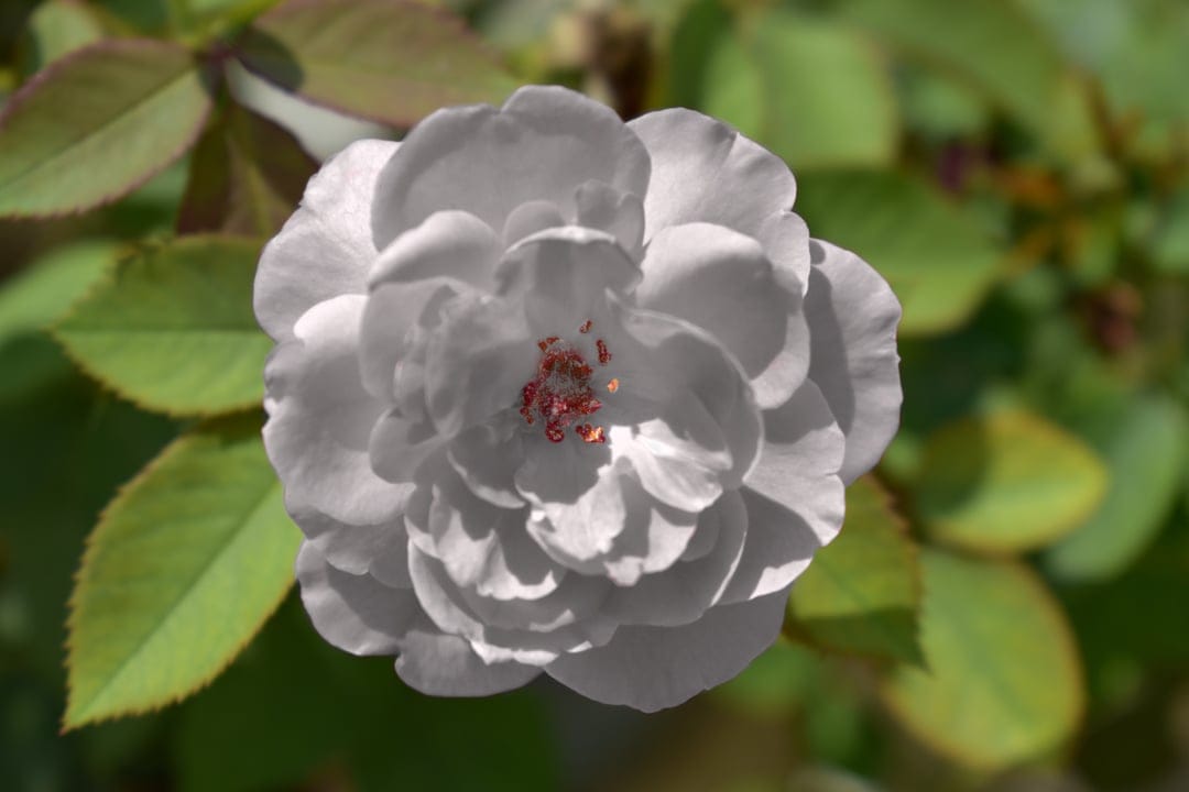 White rose petals with vibrant red stamens and blurred green garden leaves captured in a vertical macro perspective.