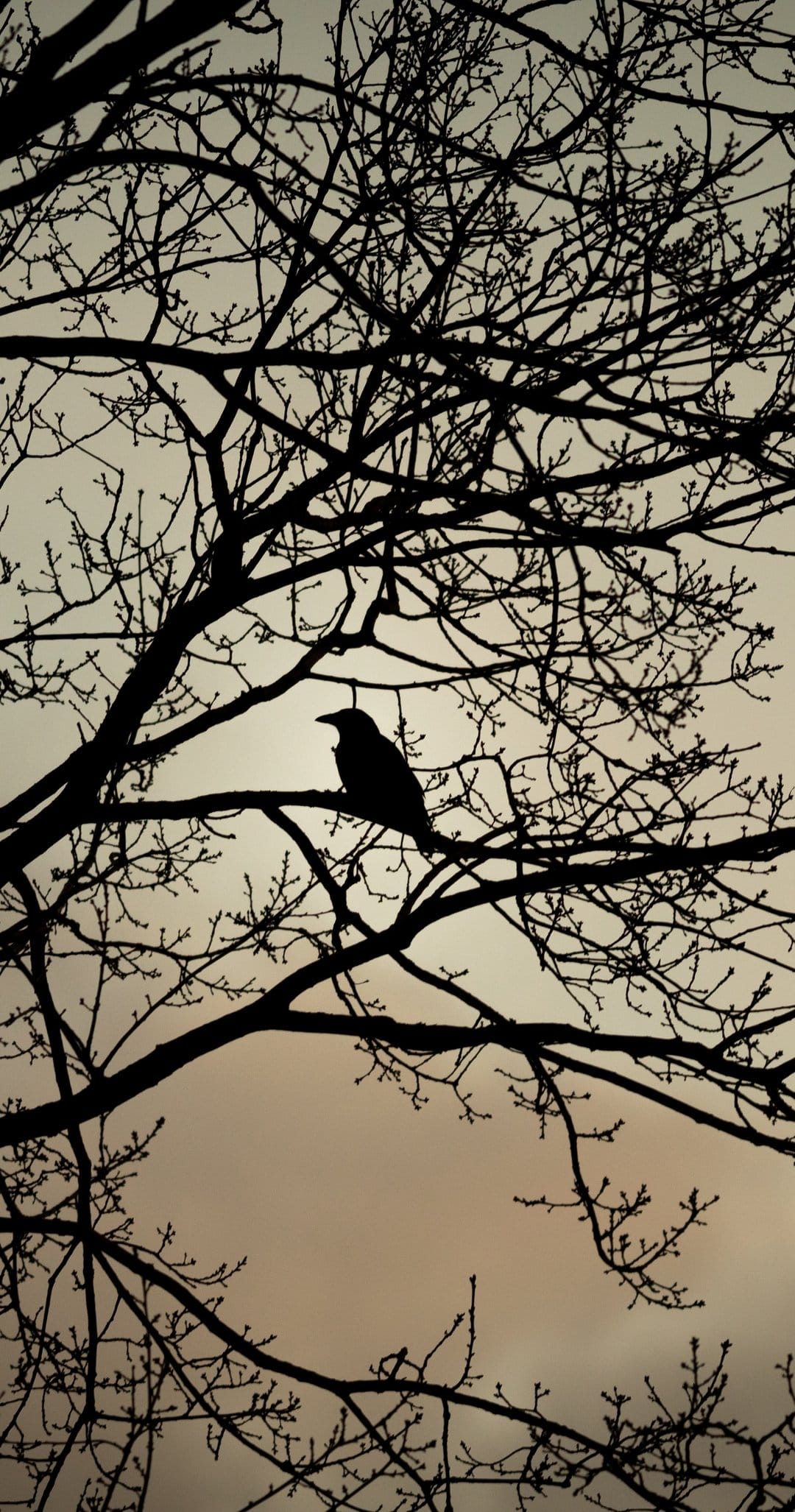 Crow silhouette perched on a network of thin tree branches against a pale, overcast sky during late autumn.