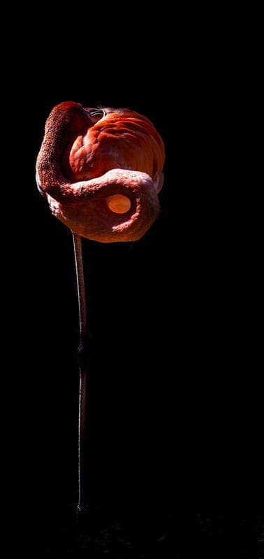 flamingo,phone wallpaper,Asia,India,nature,water,Samsung wallpaper,travel,iPad wallpaper,herd,swarm,sleeping,pink,mobile wallpaper,animal,feather,crab,lock screen wallpaper,wallpaper,exotic
