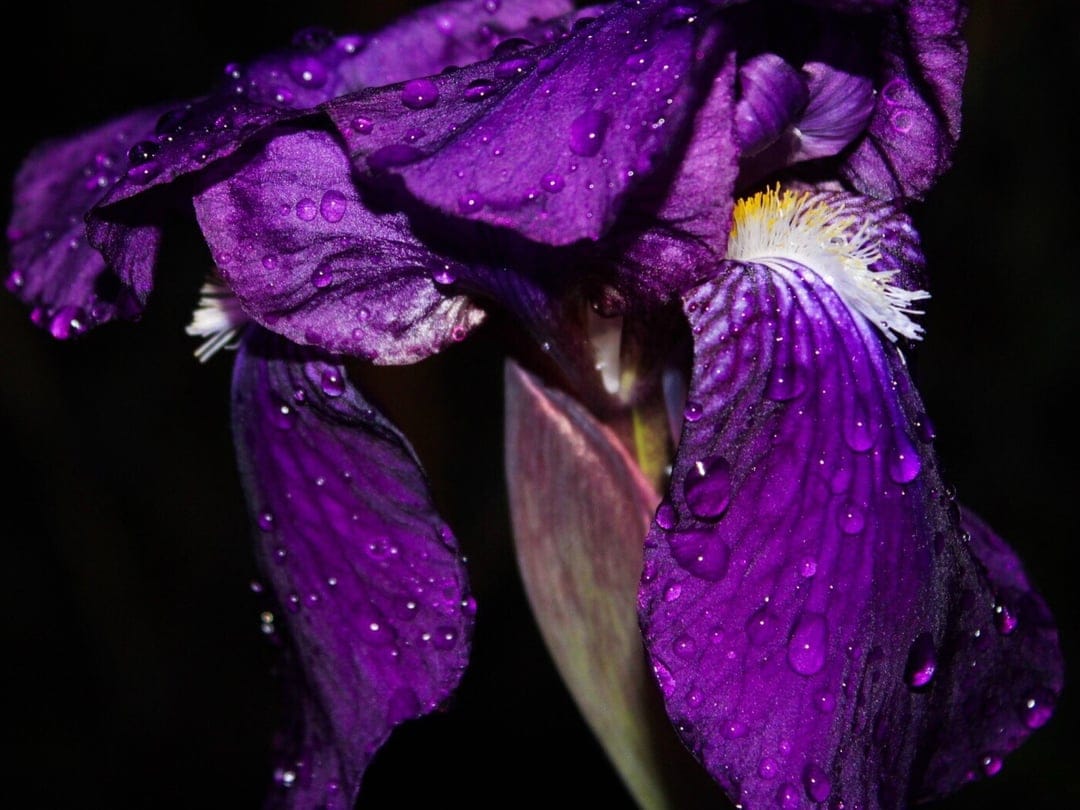 Purple iris petals with clear water droplets and a yellow center against a solid black background in a macro shot.