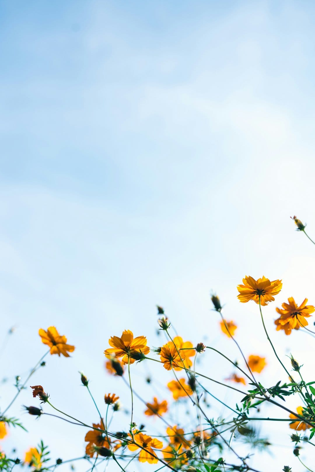 Yellow cosmos flowers stretch toward a deep blue sky, showcasing delicate petals and golden floral centers.