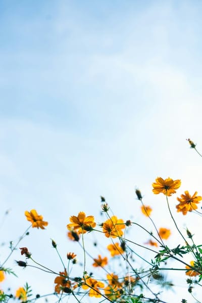 Flower wallpaper,yellow Flower wallpaper,Flower,Flower iPhone wallpaper