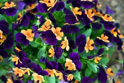 Purple and orange pansy flowers with dark center markings bloom against a soft green foliage background.