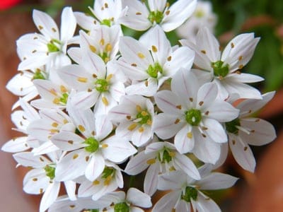 White star-shaped flowers feature delicate pink veins and yellow stamens against a soft blurred background.