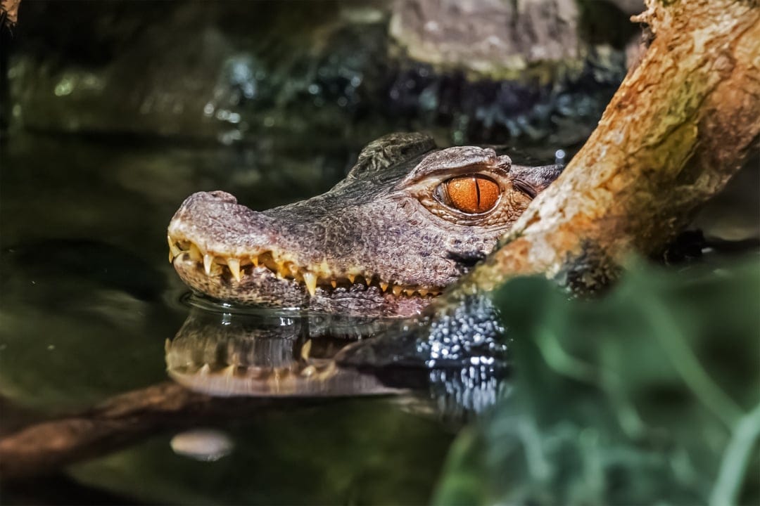 Alligator head with bright orange eyes and sharp teeth surfacing from dark water behind a brown tree branch.