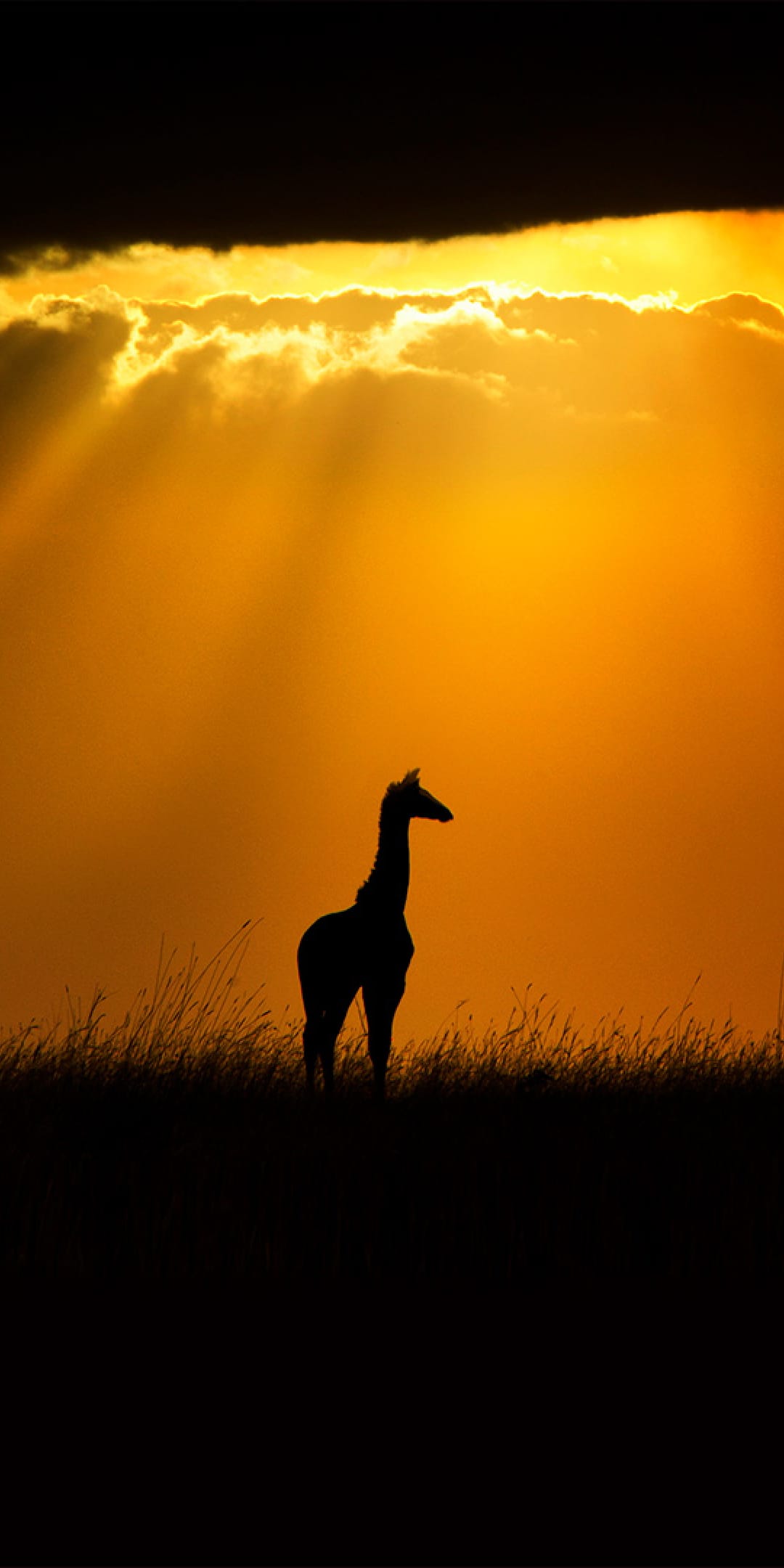 Giraffe silhouette on a savanna horizon under a vibrant orange sky with light rays piercing through dark clouds.
