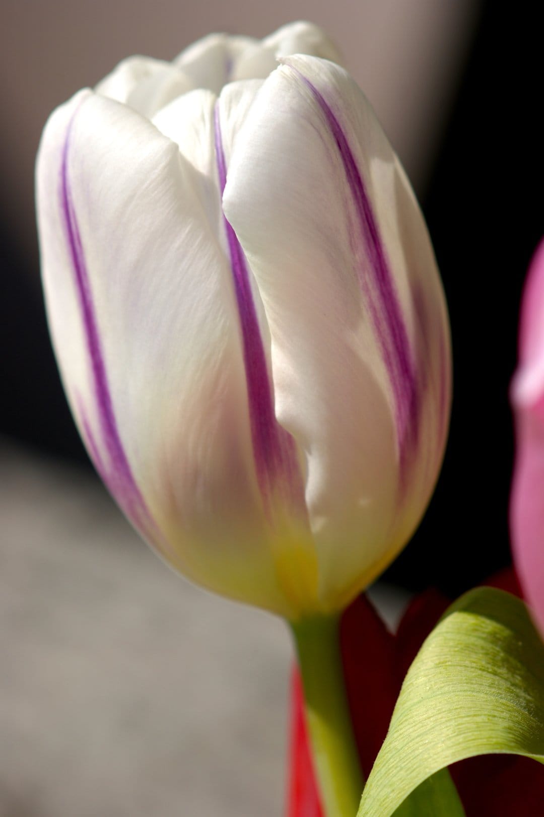 White tulip with vivid purple streaks and delicate petal textures set against a soft blurred green background.
