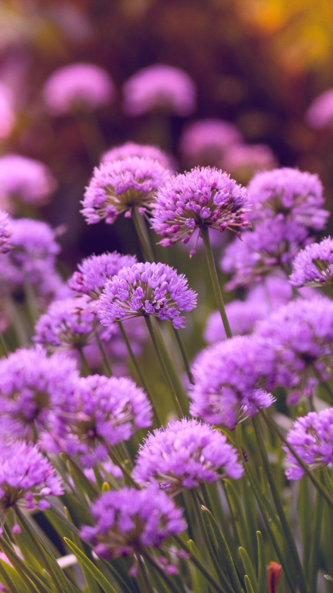 Purple allium flowers stand tall in a verdant field with a soft bokeh background and vibrant green stalks.