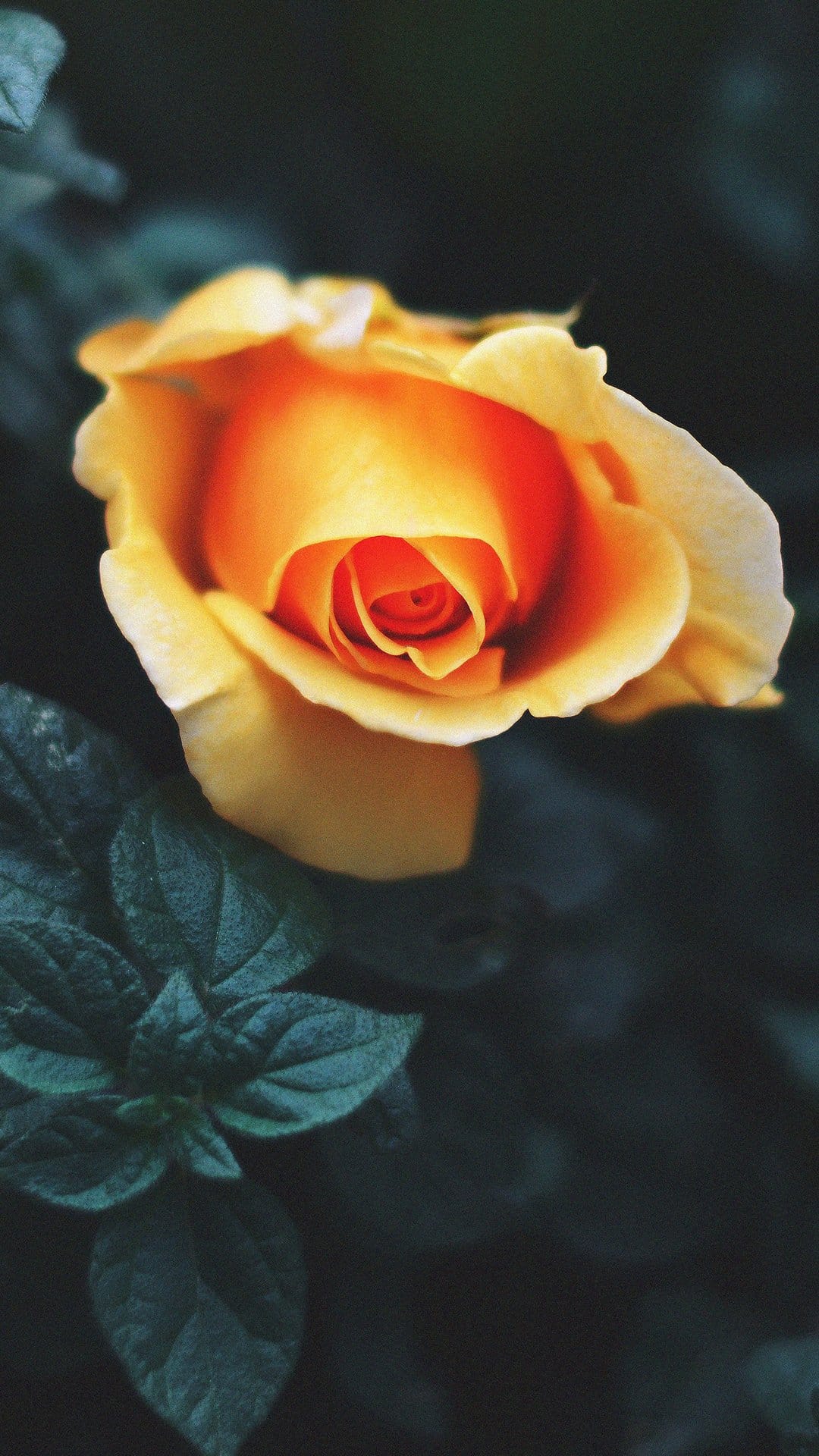 Yellow rose with a bright orange core blooms against a dark blurred background of deep green leaves in soft light.
