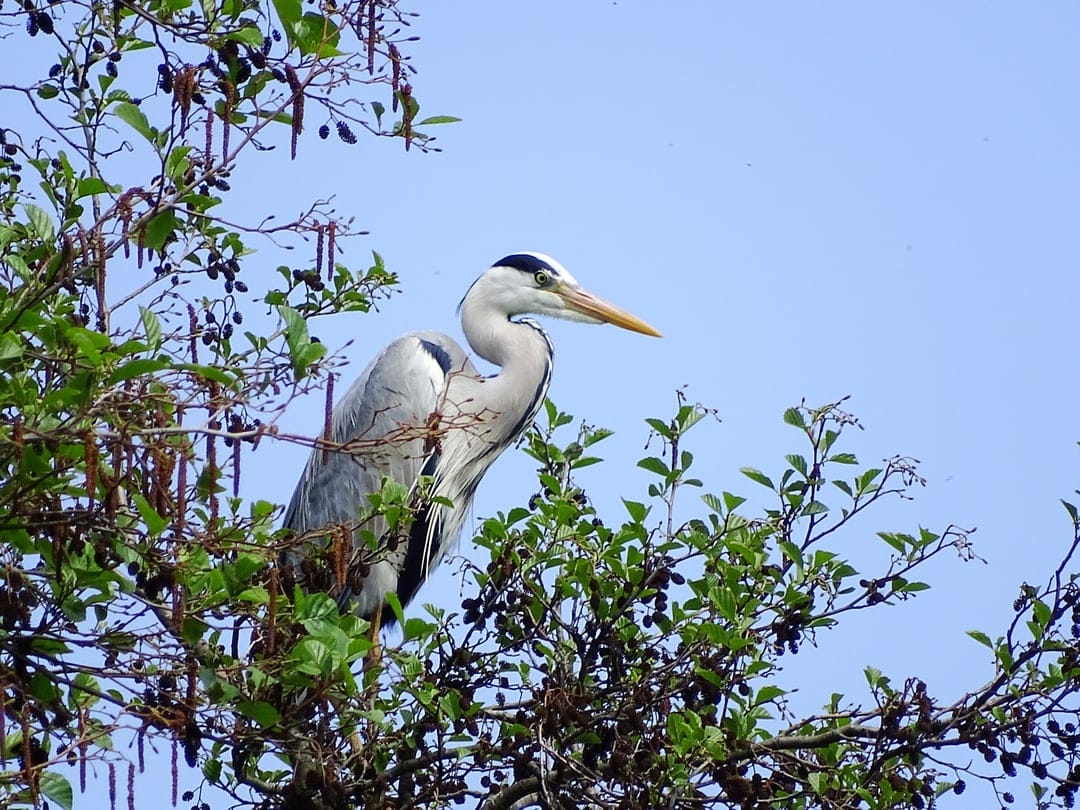 Grey heron with a long beak perched among dense green leaves against a clear blue sky in bright daylight.